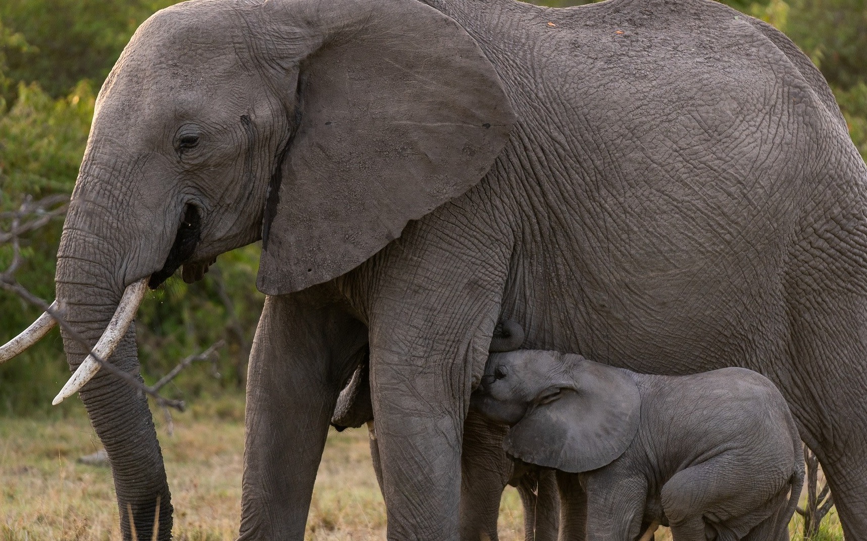 Masai Mara & Amboseli 6-Day Small Group Safari Tour