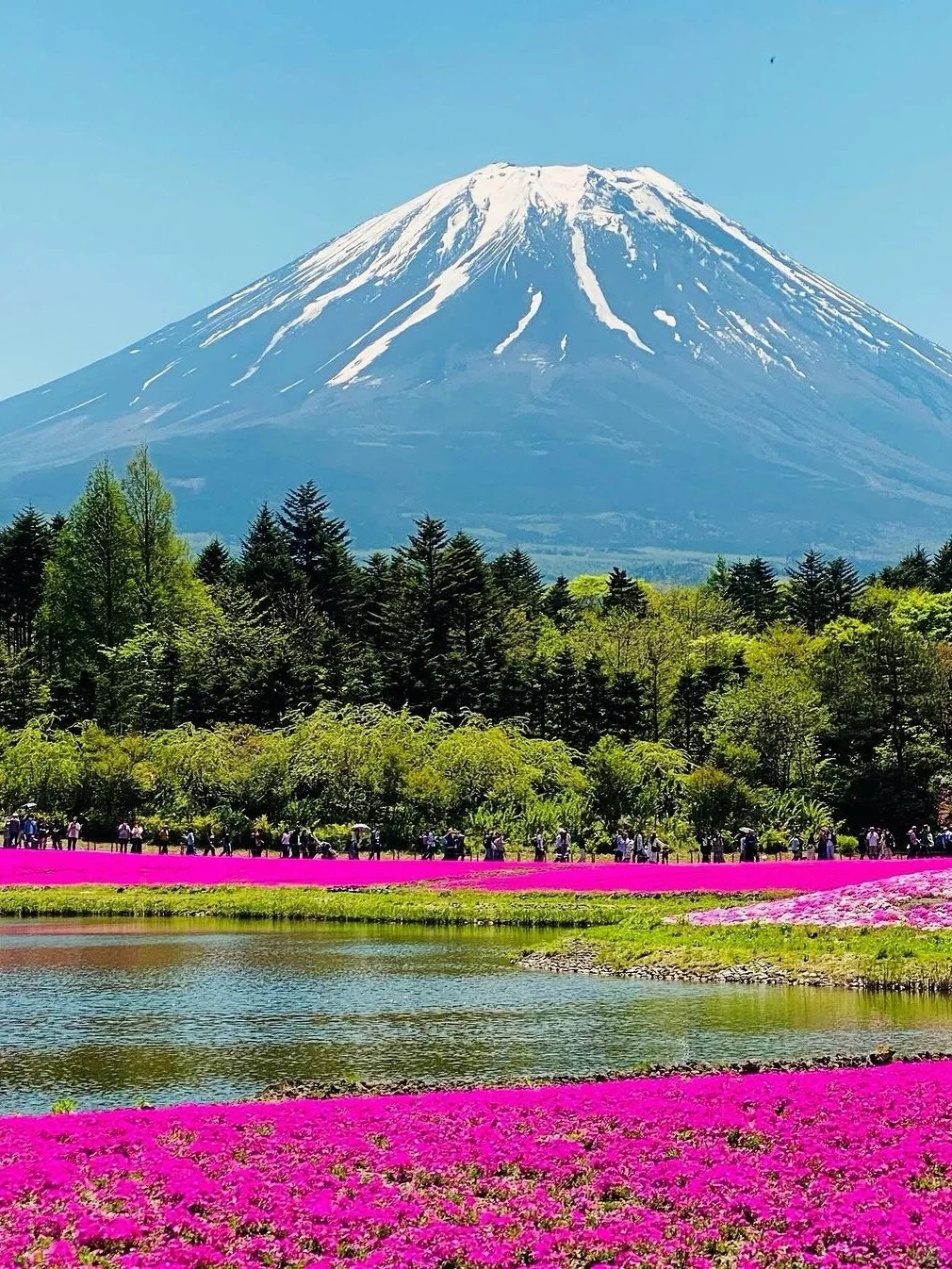 富士山壯麗美景或芝櫻節浪漫花海一日遊 （東京出發）