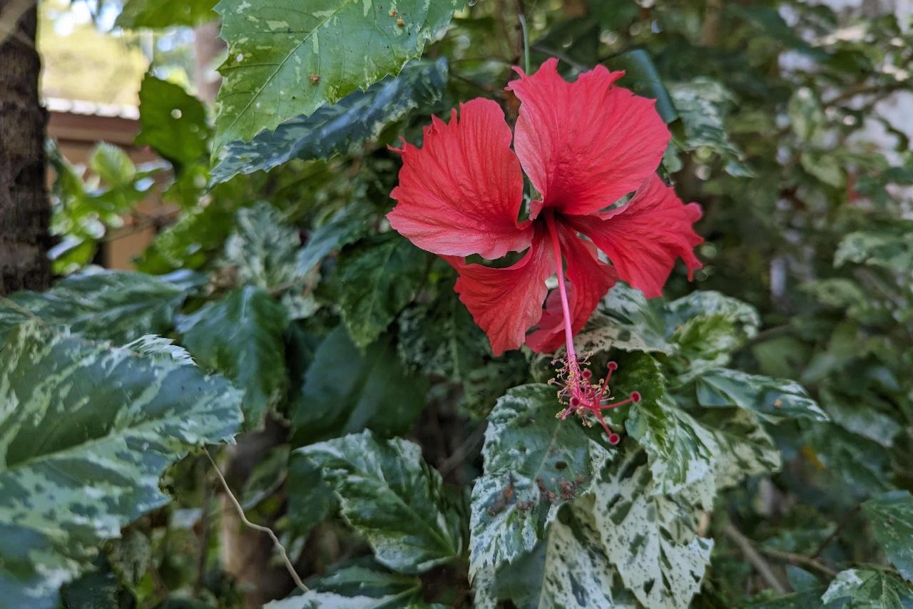 5 小時熱帶花園與觀光旅遊