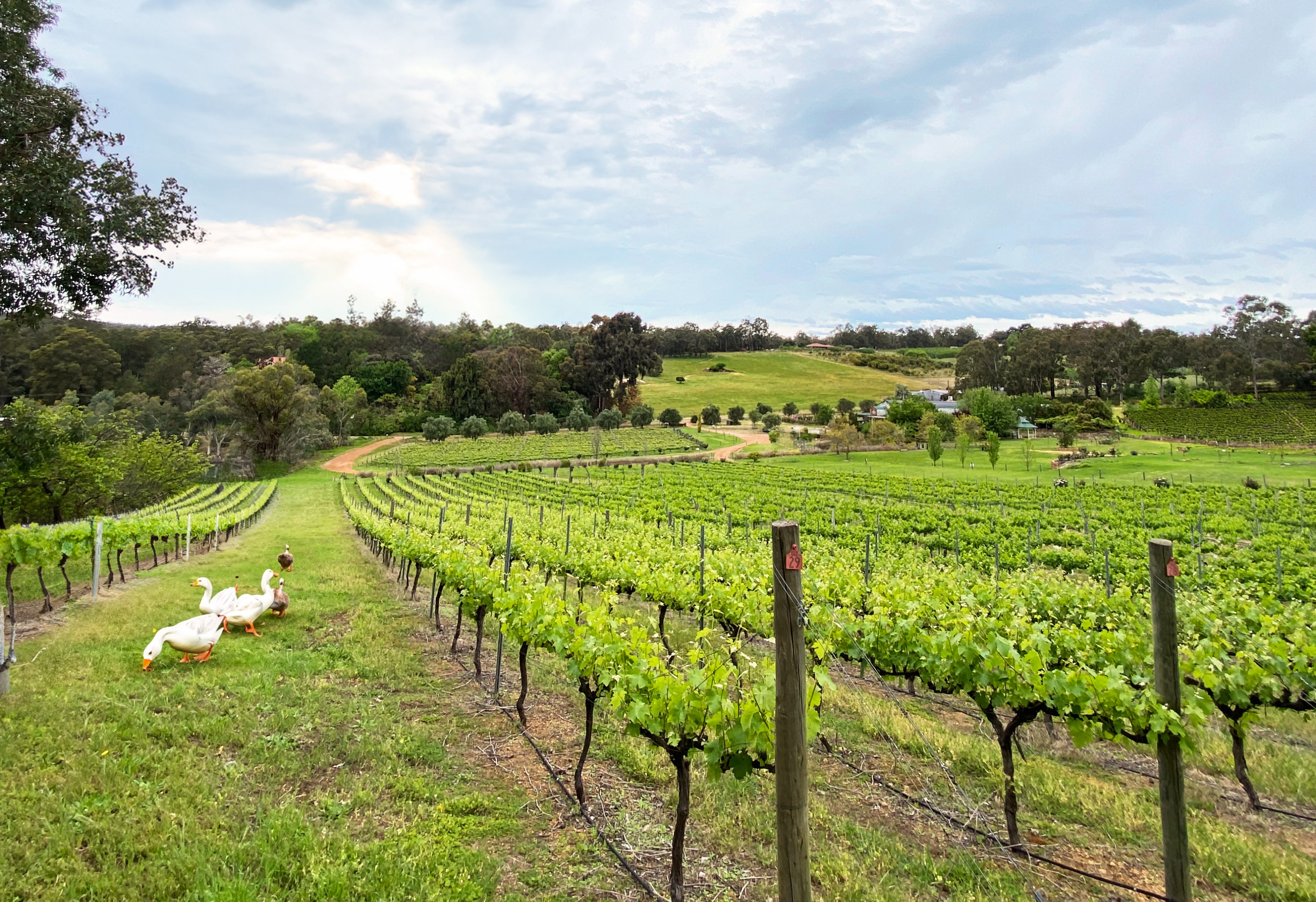 Perth Hills Private Wine Tasting Tour - from Perth City