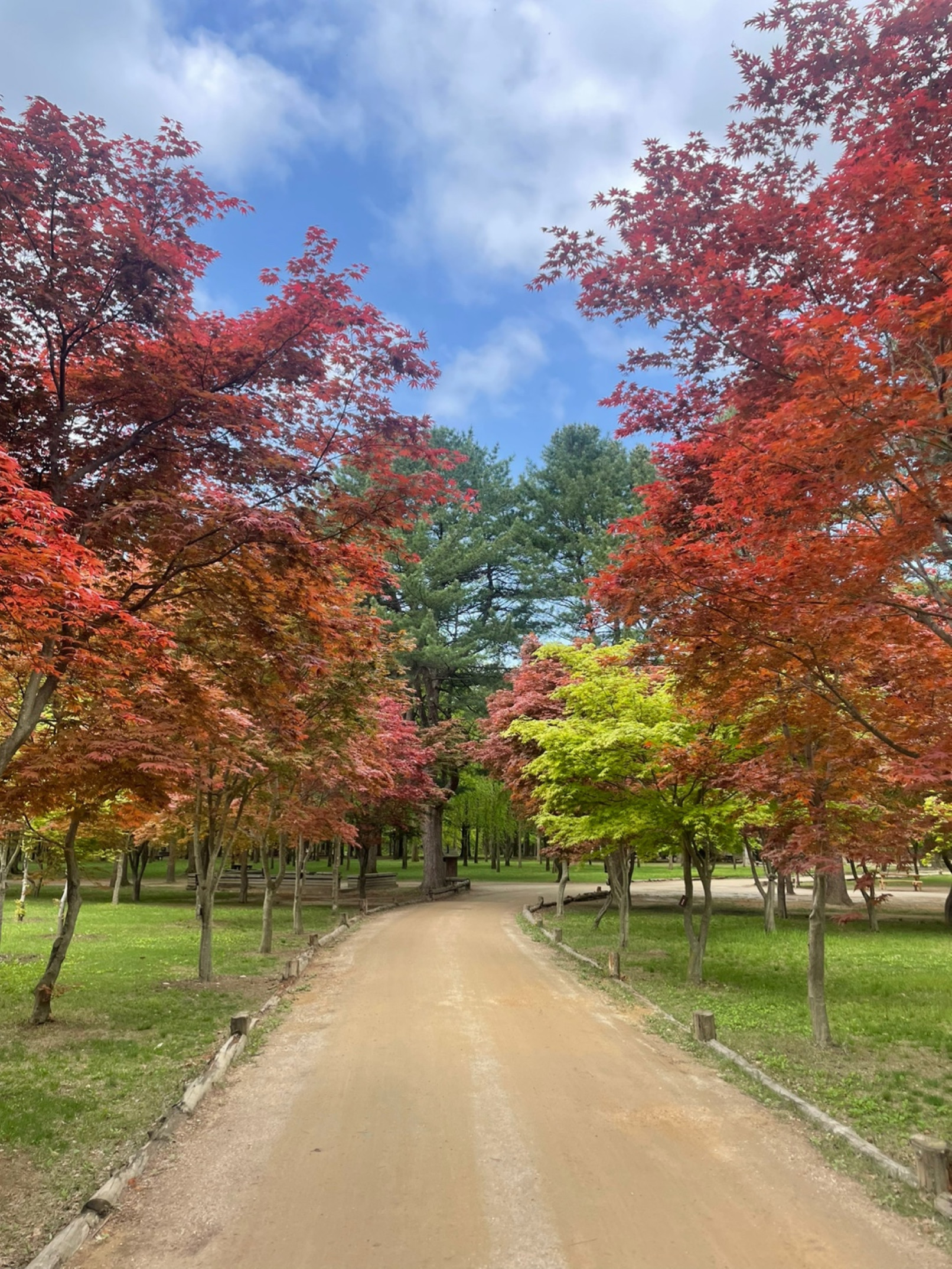 [From Vivaldi] Nami-Island & Alpaca World Half-Day Tour