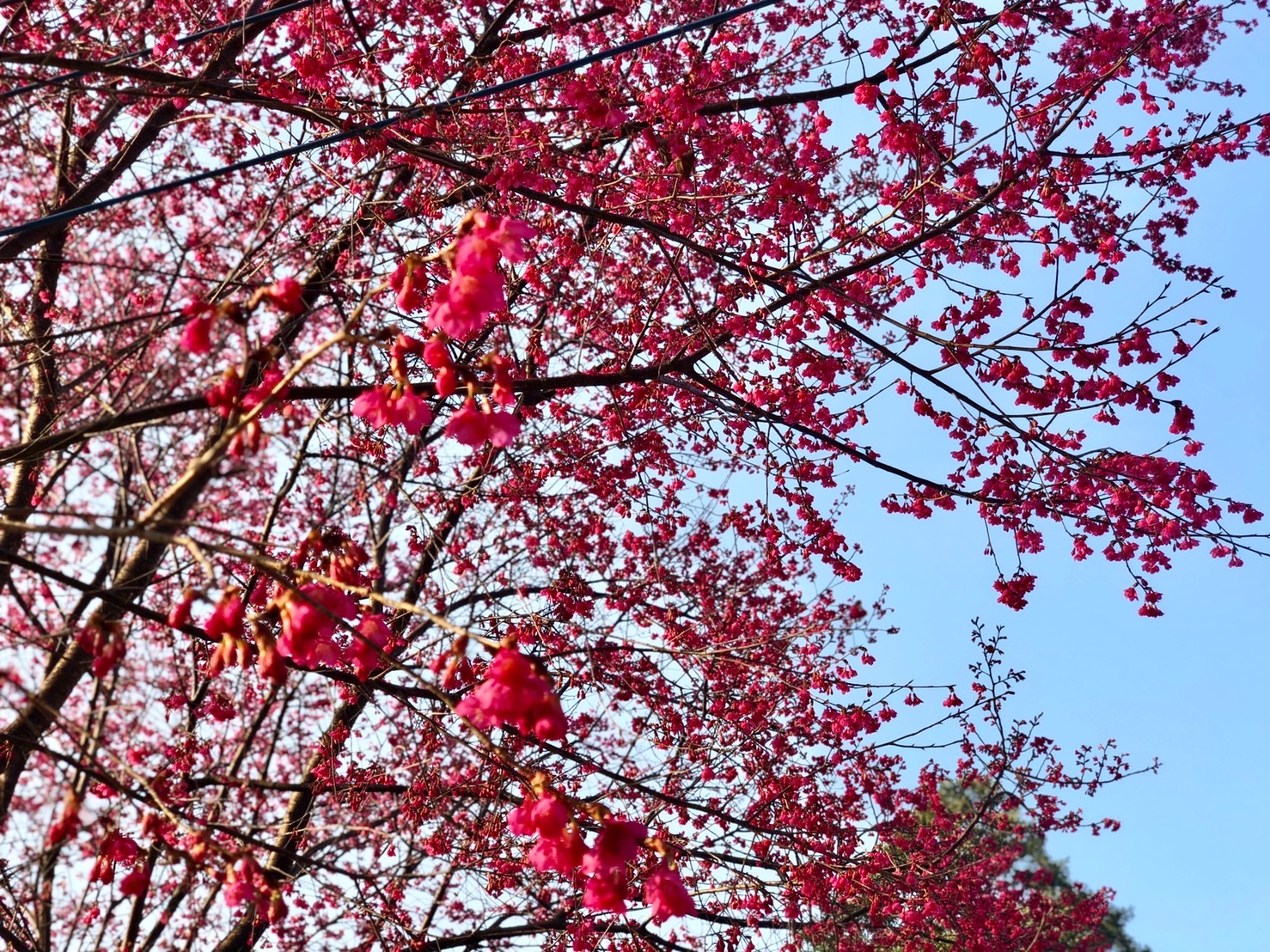 翠墨莊園門票