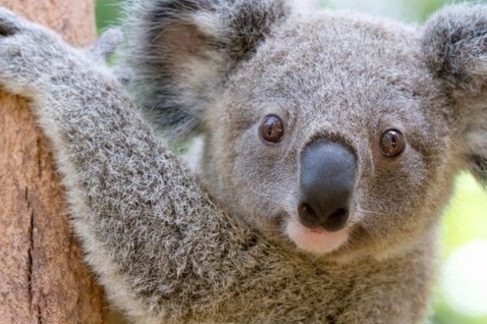 One-day tour of Currumbin Wildlife Sanctuary's Danger Zone and Polly's Point on the Gold Coast, Australia (Chinese guided tour)