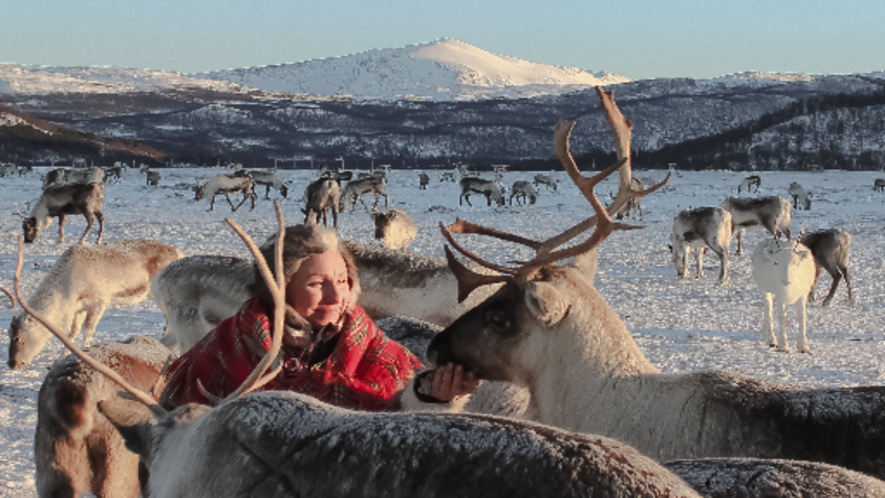 在寧靜的冬季仙境中，親手餵食溫馴的馴鹿，體驗這份神奇的連結