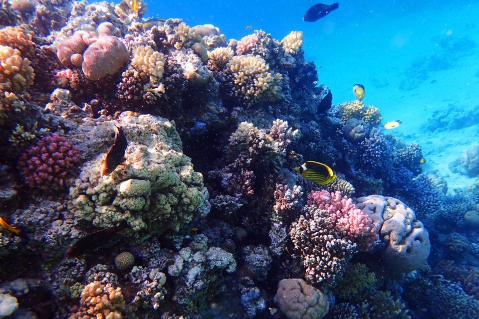 馬卡迪灣：馬加維什島和浮潛之旅（含自助午餐）