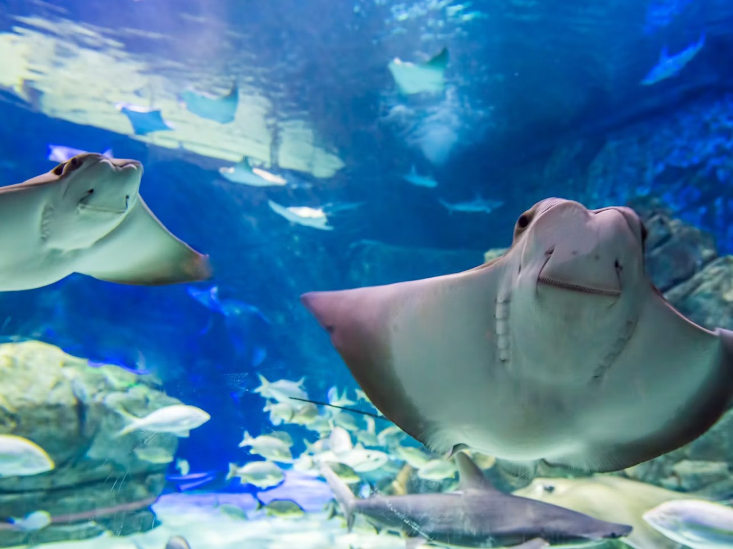 多倫多加拿大里普利水族館門票