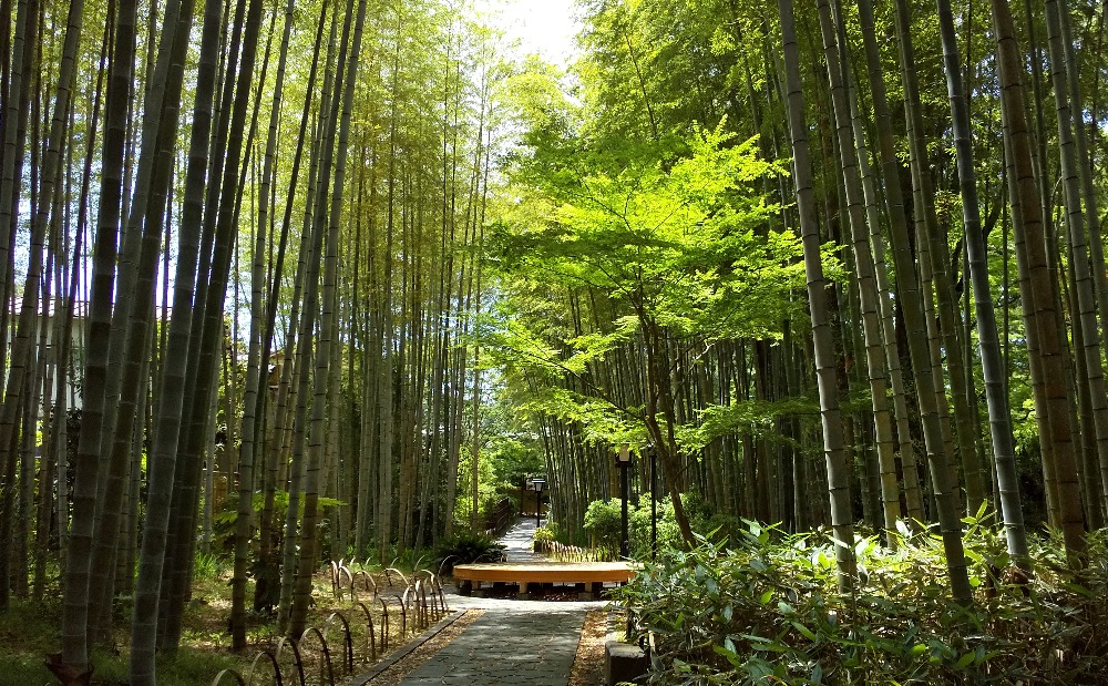 伊豆河津佐倉櫻花和草莓採摘