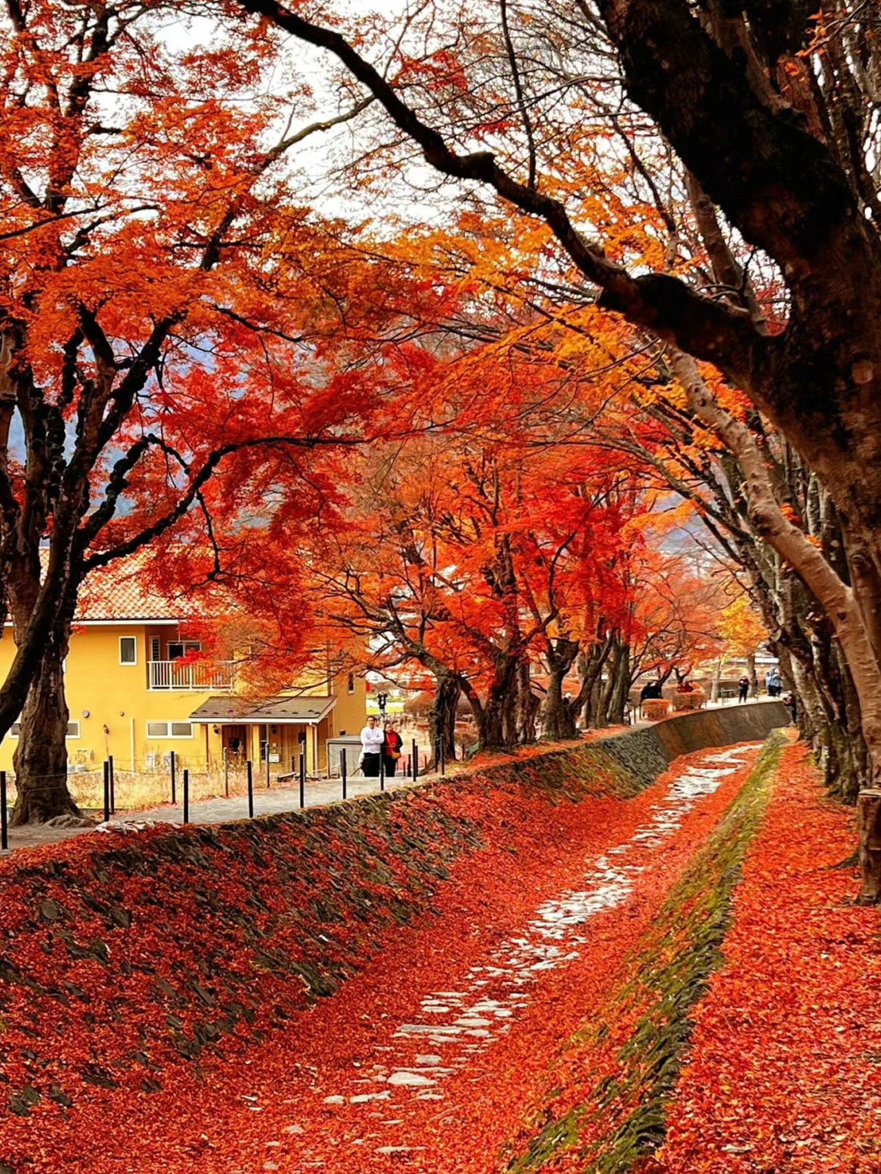 河口湖楓葉迴廊 河口湖楓葉迴廊