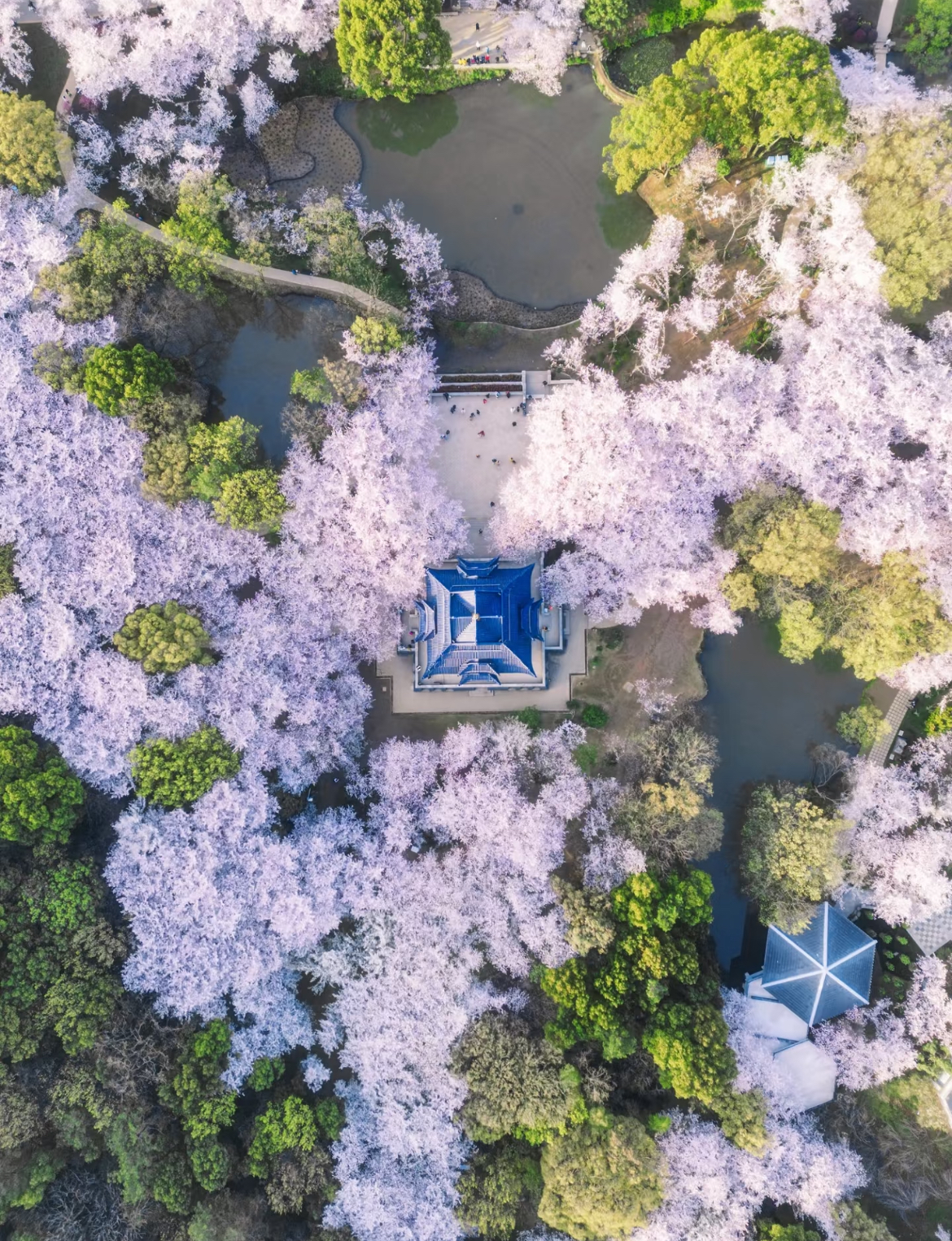 【早春櫻花限定】江蘇無錫三絕與范蠡西施同遊一日遊（黿頭渚櫻花大賞+品讀惠山古鎮+聆聽二泉映月+夜探南長老街尋味地方美食）