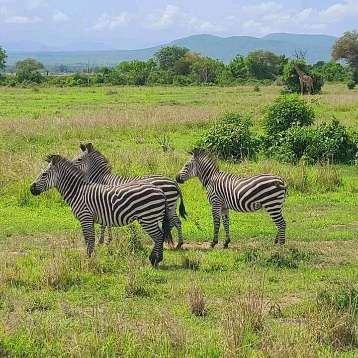 "Stripes in the Wild: Zebras Roaming the Open Savannah"