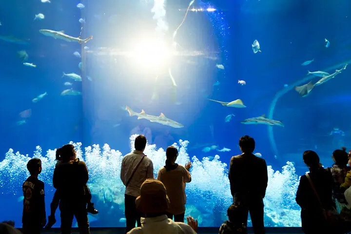 The huge blue water tank, sunlight shining through, and surging water waves create a dreamy deep-sea atmosphere