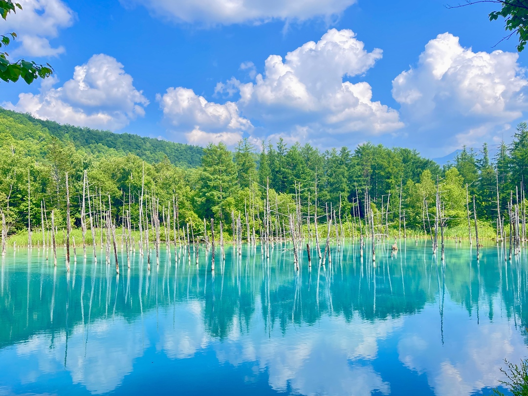 白金青池:湛藍池水如寶石閃耀,美瑛最美絕景 白金青池:湛藍池水如寶石閃耀,美瑛最美絕景