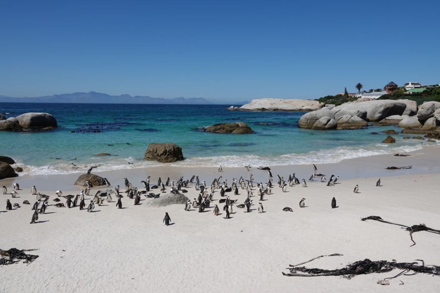 Cape of Good hope &amp; boulder penguin Full-day Tour from Cape town