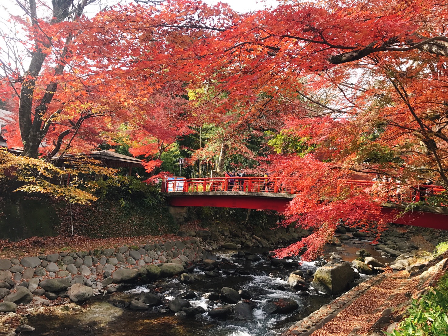 ※修善寺寒櫻:2月下旬~3月中旬;枝垂櫻・染井吉野櫻:3月下旬~4月上旬;修善寺紅葉:11月中旬~12月上旬 ※修善寺寒櫻:2月下旬~3月中旬;枝垂櫻・染井吉野櫻:3月下旬~4月上旬;修善寺紅葉:11月中旬~12月上旬