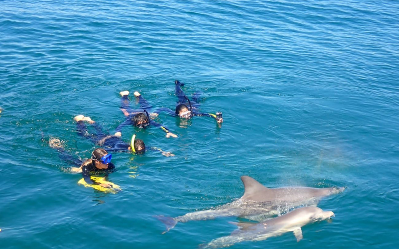 Swim with Wild Dolphins Experience in Perth