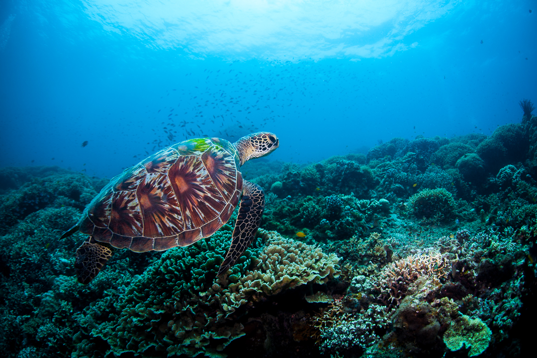 杜馬蓋地道因海洋保護區 PADI 五星潛水中心潛水體驗