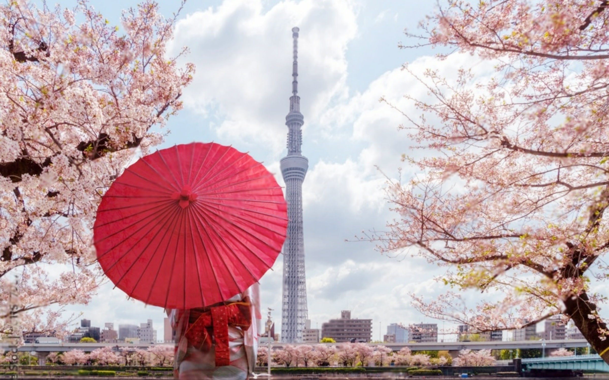 One-Day Tour of Tokyo's Top 5 Cherry Blossom Viewing Spots [Cherry Blossom Season Limited]