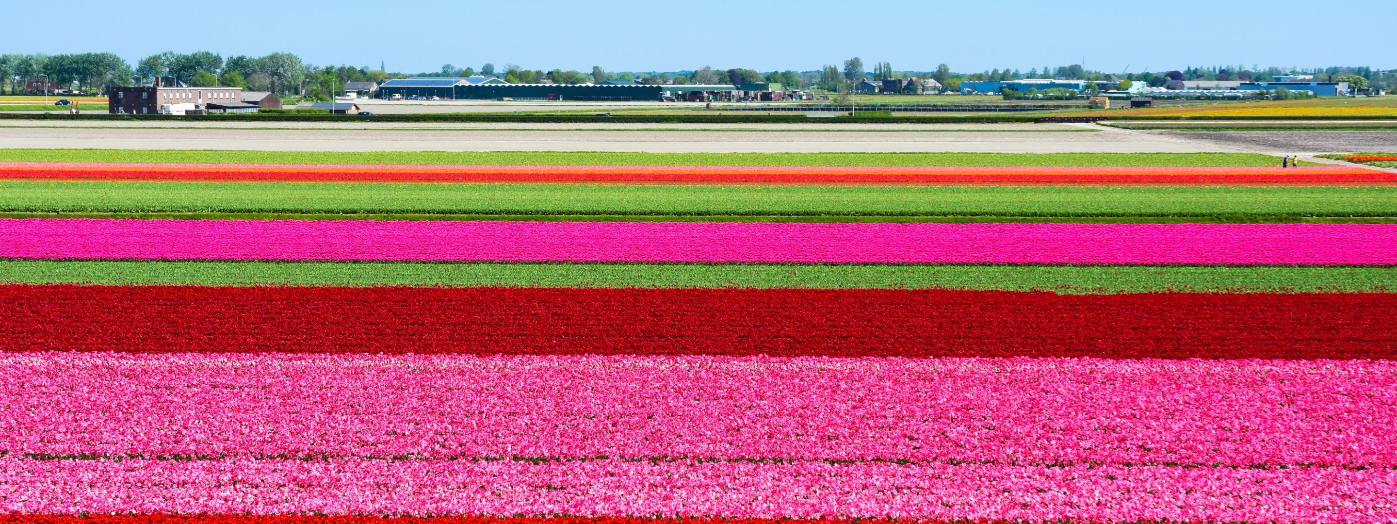 Keukenhof Gardens and Tulip Experience from Amsterdam
