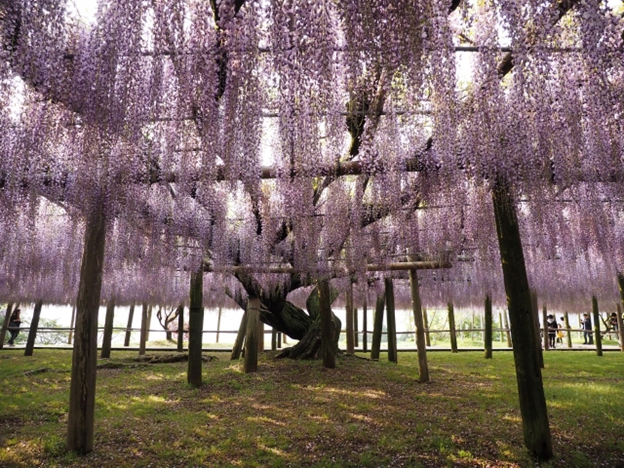 博多出發一日遊：河內藤園 & 小倉城