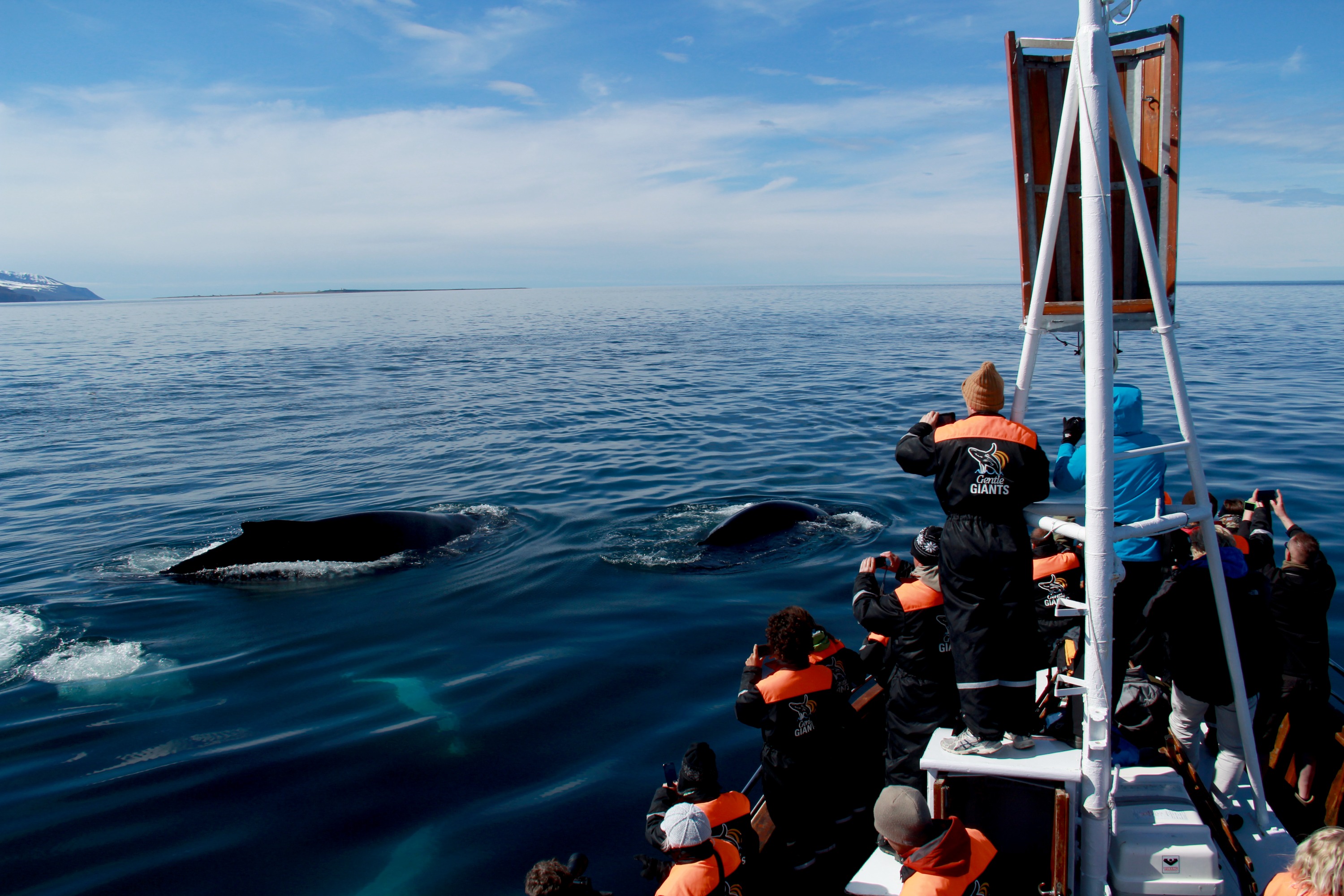 whale watching