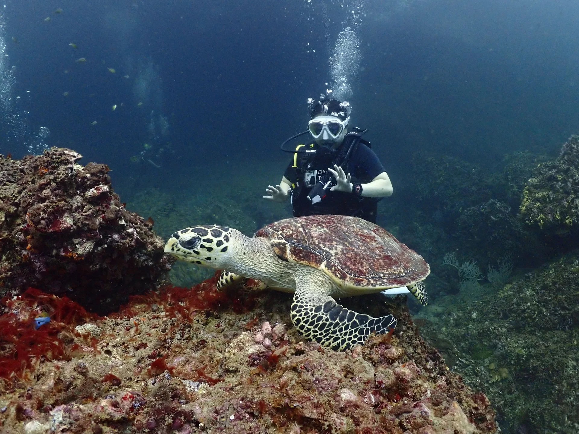 皮皮島開放水域潛水員體驗（PADI潛水中心）