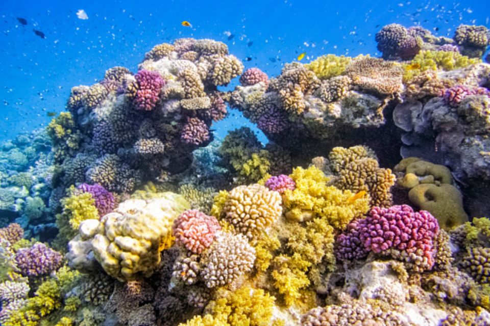 Marsa Alam: Hamata Islands Snorkeling Trip with Lunch