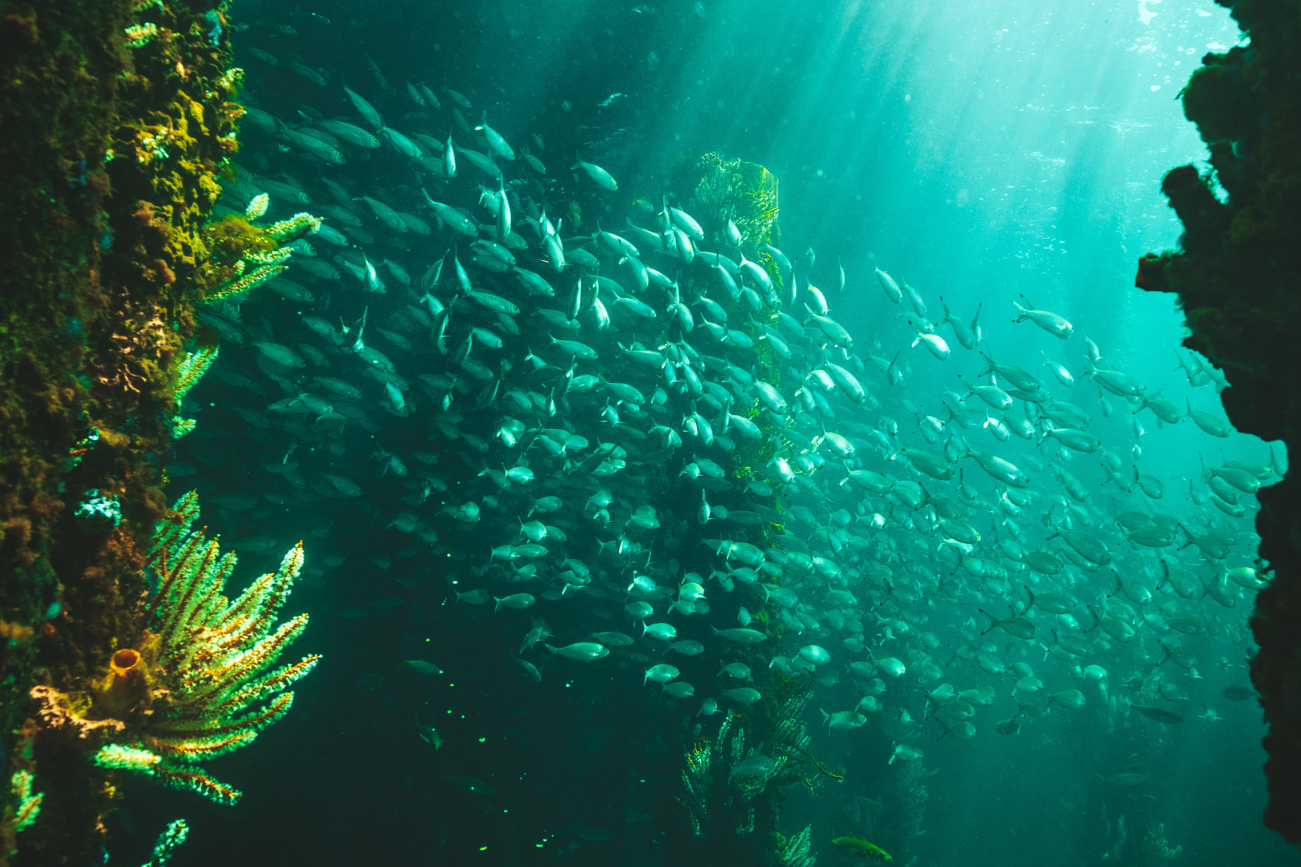 Busselton Jetty Underwater Observatory Experience