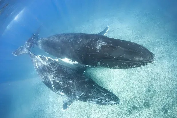 ニンガルーリーフ ザトウクジラとの遊泳体験