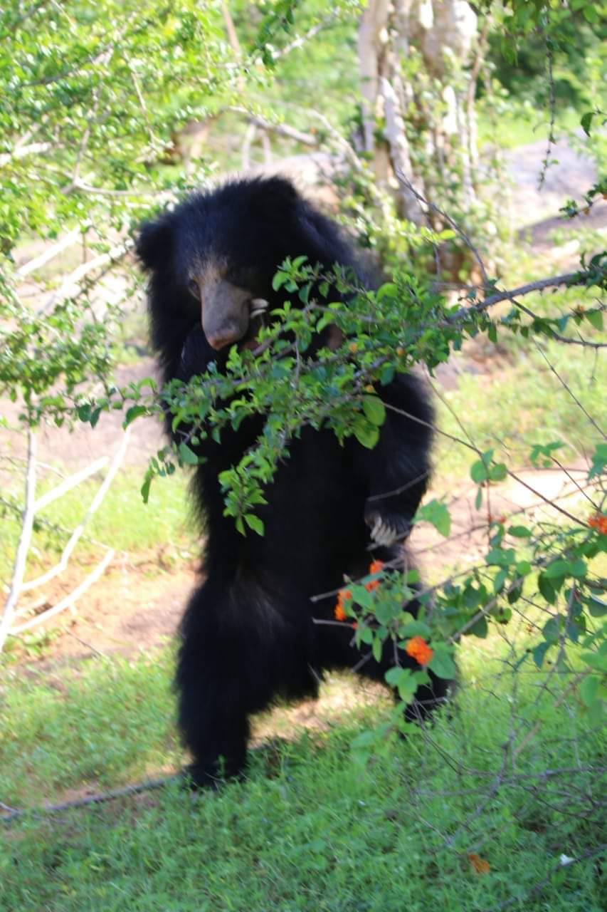 Sloth Bear