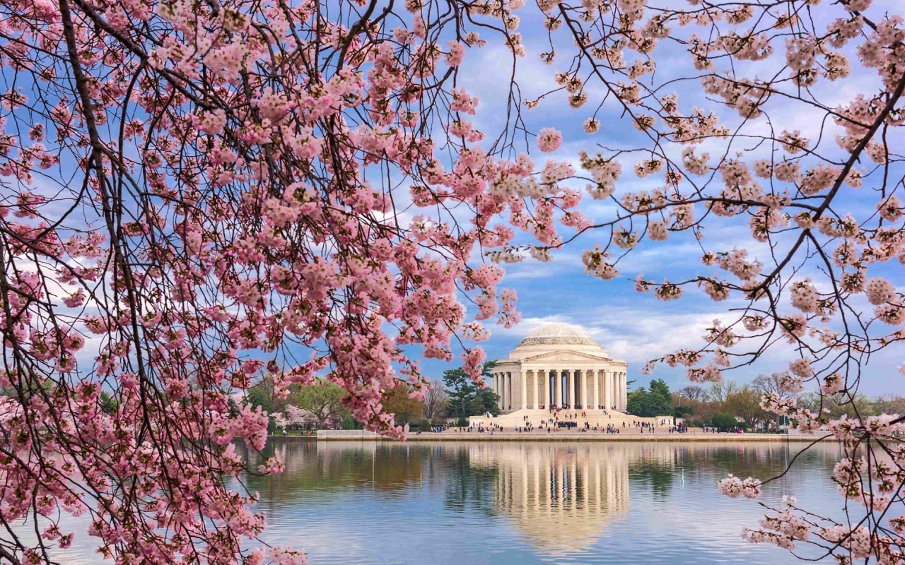 Washington D.C. Cultural Landmarks and Cherry Blossom Tour
