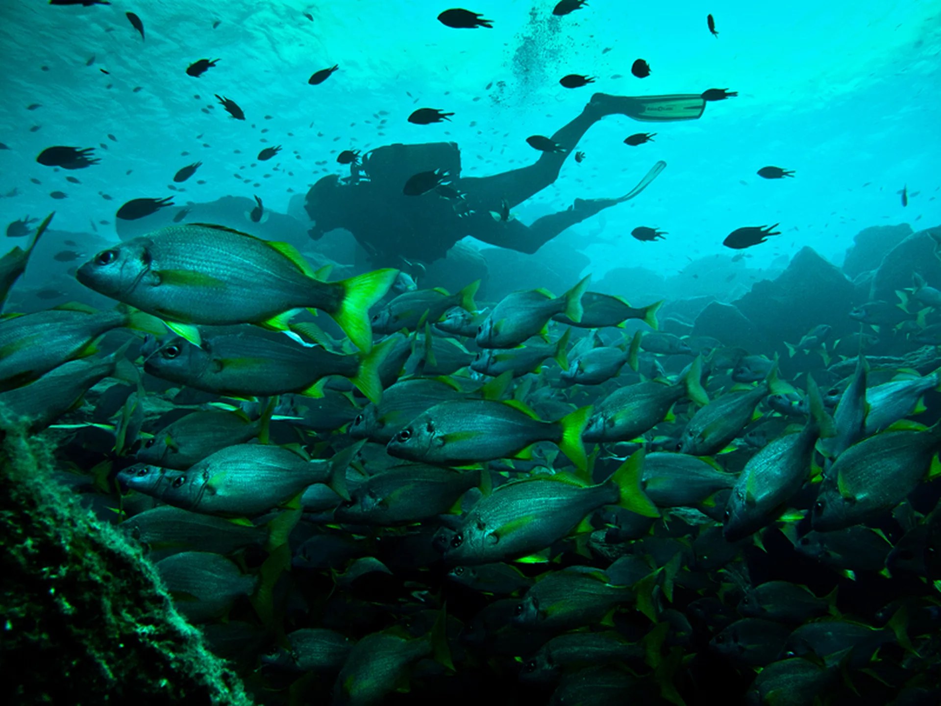 Lanzarote Dive Experience: Discover Scuba with PADI 5* Dive Center