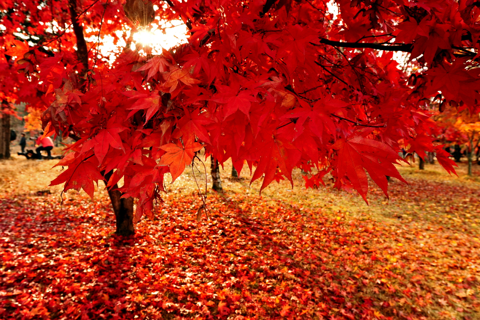 火紅楓葉鋪滿小徑，展現南怡島秋季的迷人風采。