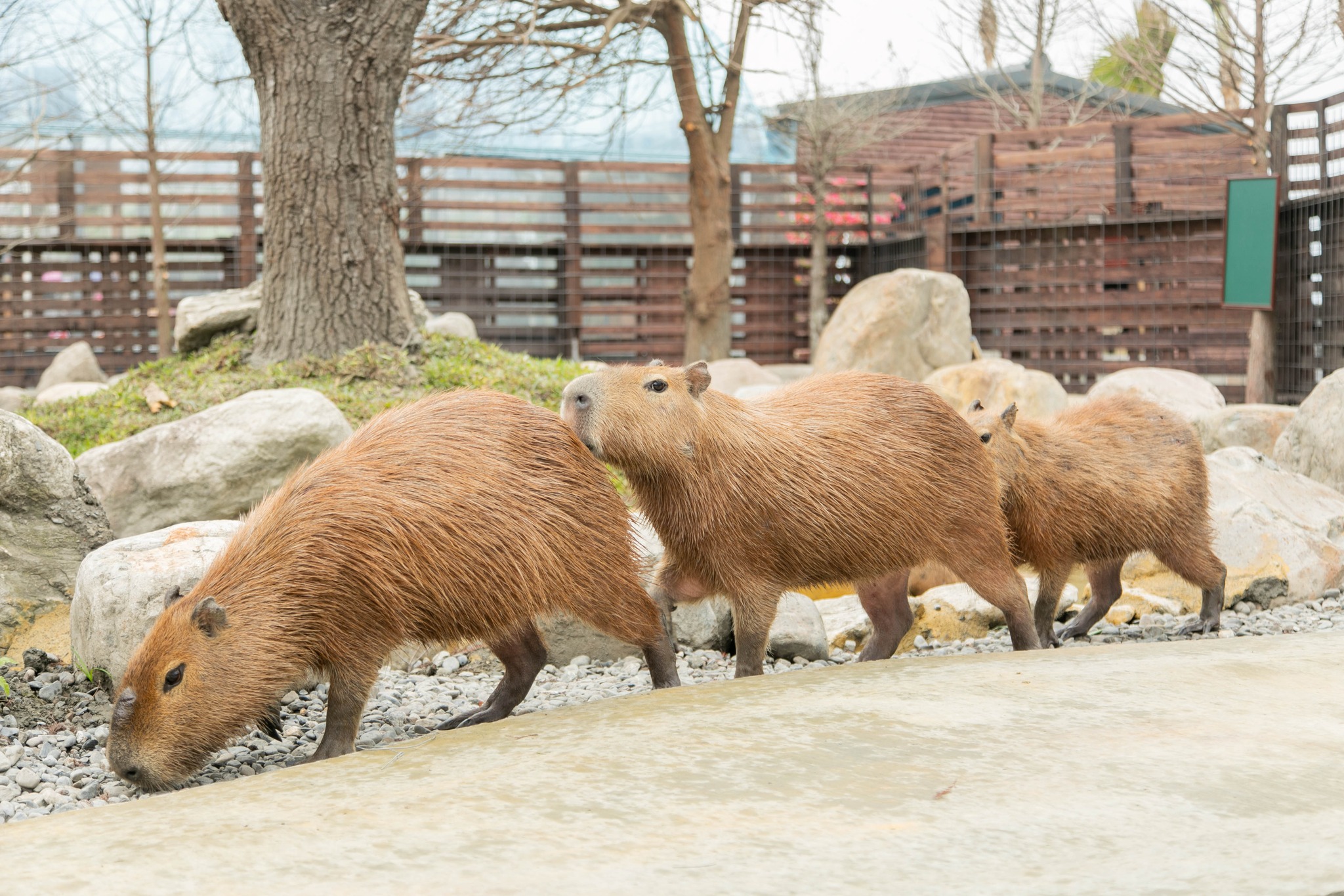 宜蘭蘭陽働植物王国 入園チケット