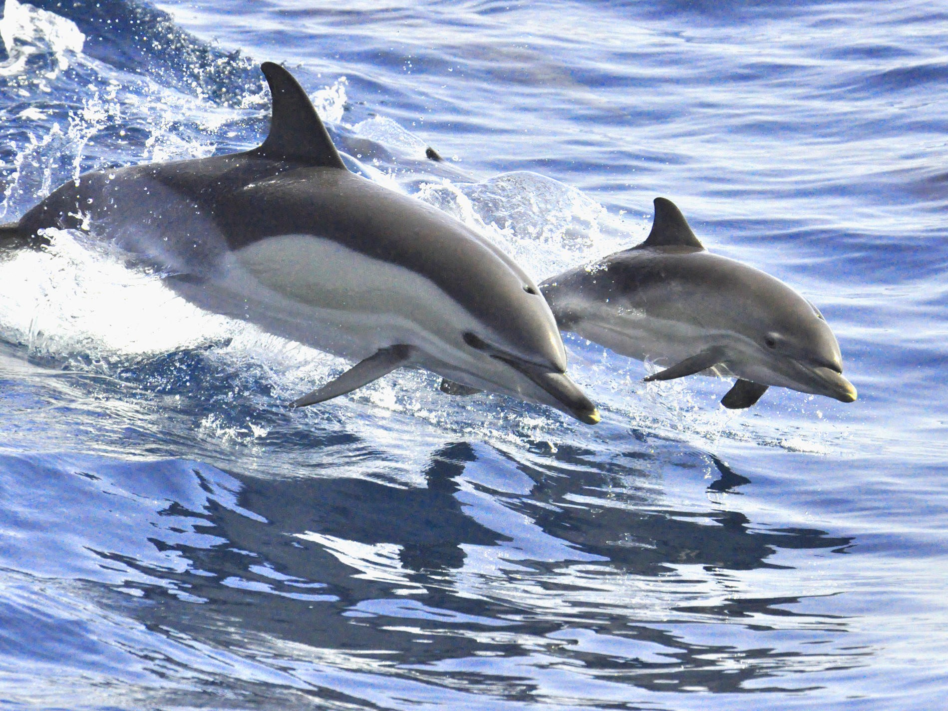 Опыт наблюдения за китами и дельфинами в Коста-Адехе