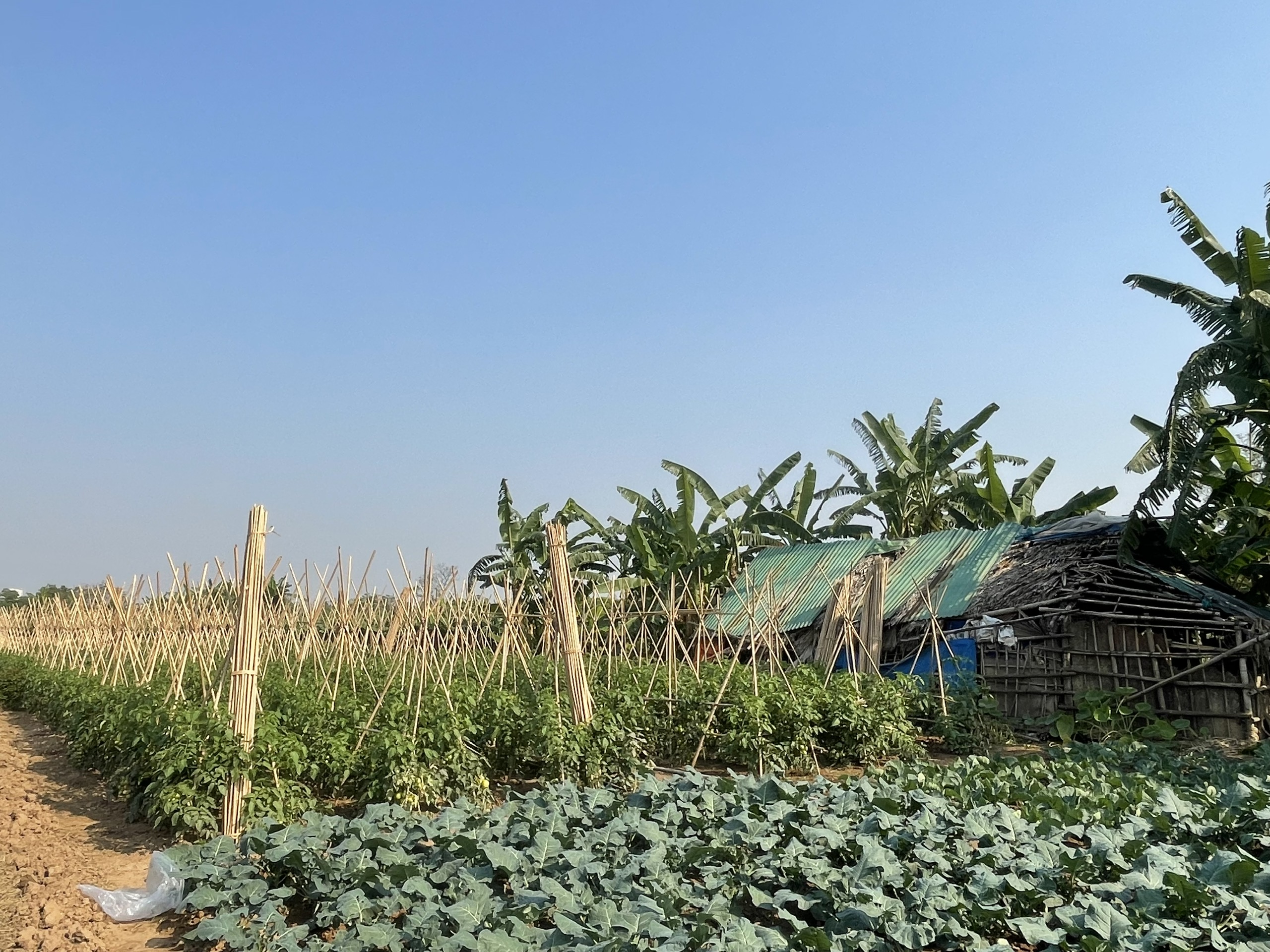 您將有機會走訪當地農場、與居民閒話家常,並品嚐有機熱帶水果和自製綠茶。 您將有機會走訪當地農場、與居民閒話家常,並品嚐有機熱帶水果和自製綠茶。