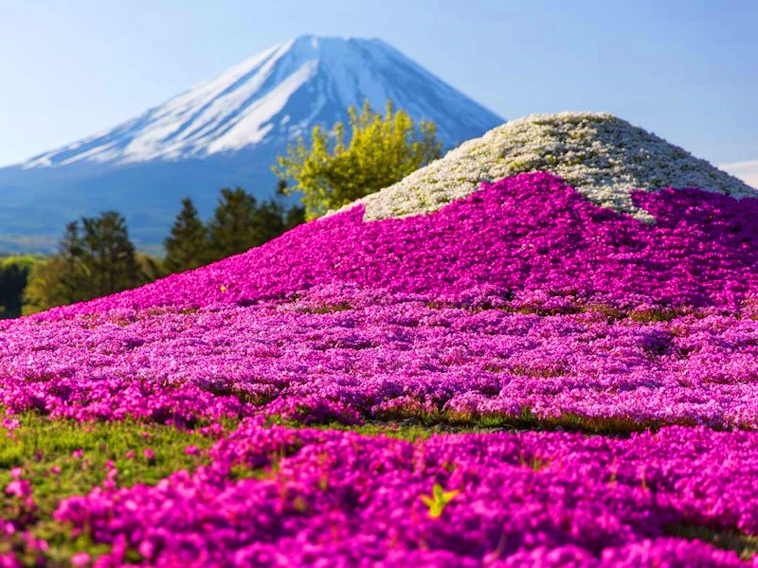 5天4夜日本東京-山梨縣-富士山-成田往返胡志明市之旅