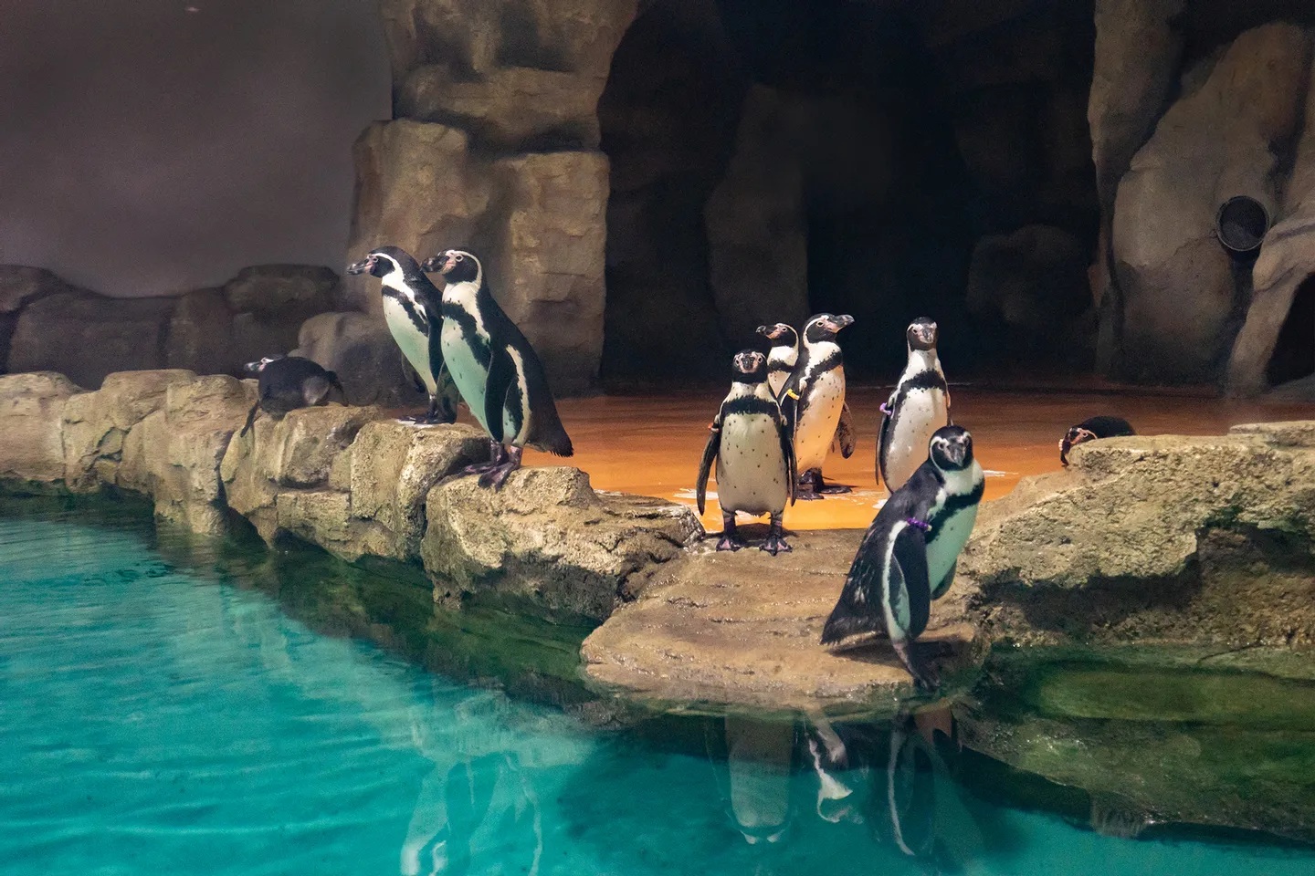 在涼爽的展區內近距離觀看可愛的企鵝