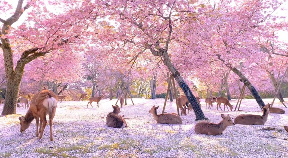 京都嵐山美景文化探秘及奈良萌鹿趣味體驗一日遊