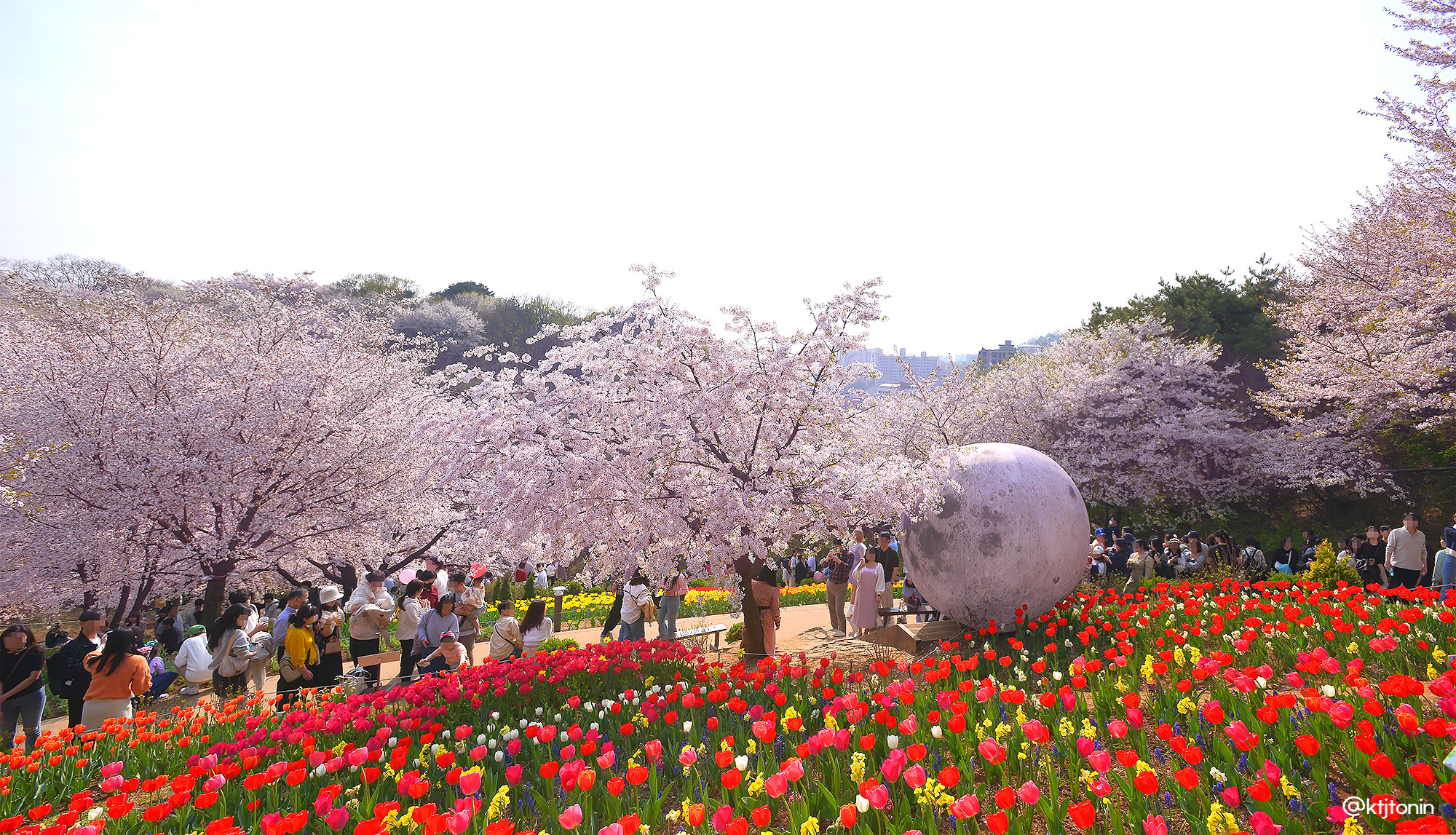 🌷 除了櫻花，還有許多其他美麗的春季花卉。