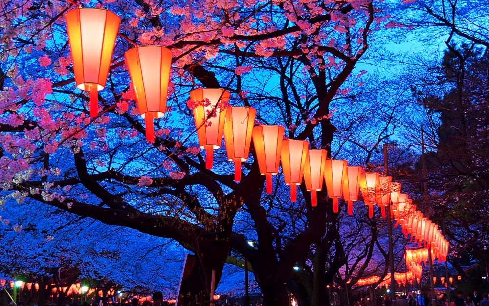 2024東京中目黑夜櫻3小時觀賞體驗
