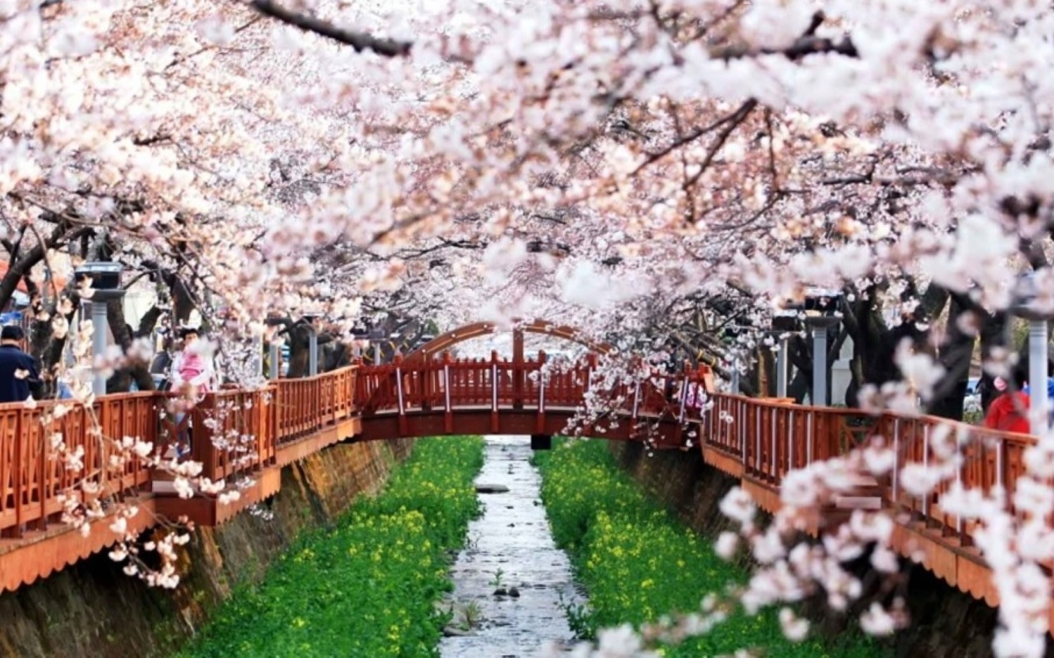 Jinhae Cherry Blossom Tour: Moments You Will Thank Yourself For