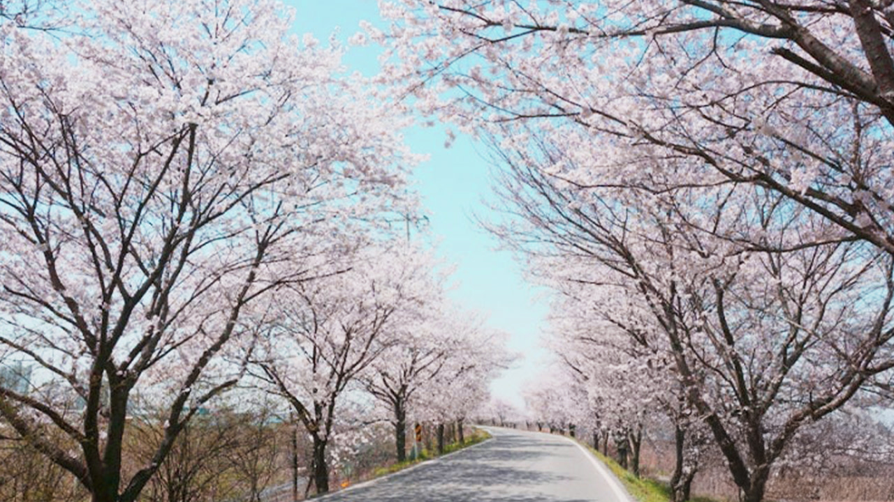 柔美的粉色花瓣,營造出浪漫的春日氛圍。 柔美的粉色花瓣,營造出浪漫的春日氛圍。