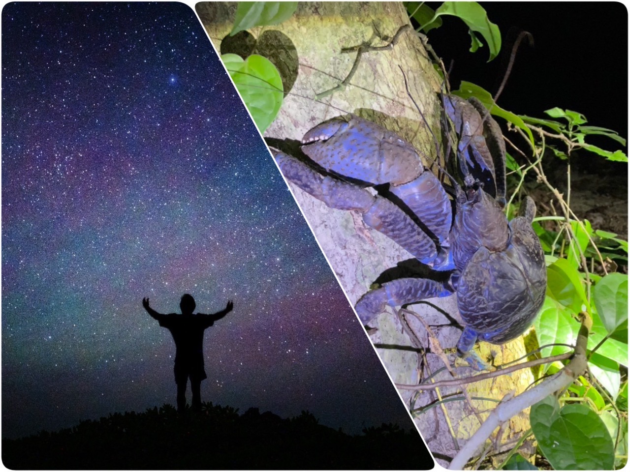 宮古島：探索星空下的夜間叢林