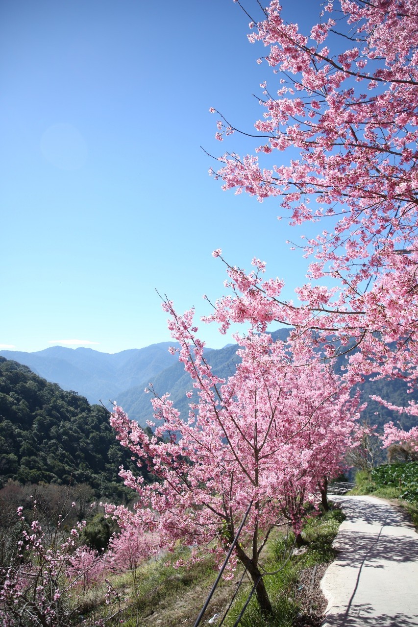 新竹: 司馬庫斯星空露營 / 高山野外私廚體驗 / 原始森林秘境 | 櫻花季 