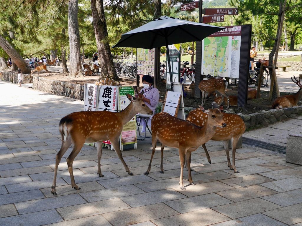 和歌山城x黑潮市場x奈良神鹿公園x東大寺一日遊(大阪出發)