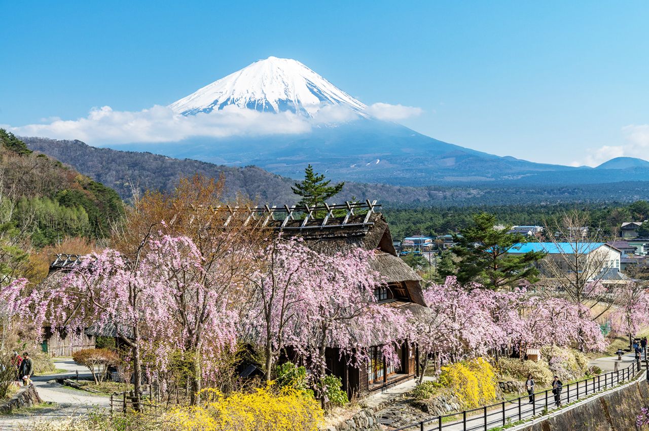 富士山FUMOTOPPARA露營體驗二日遊｜東京/新宿出發
