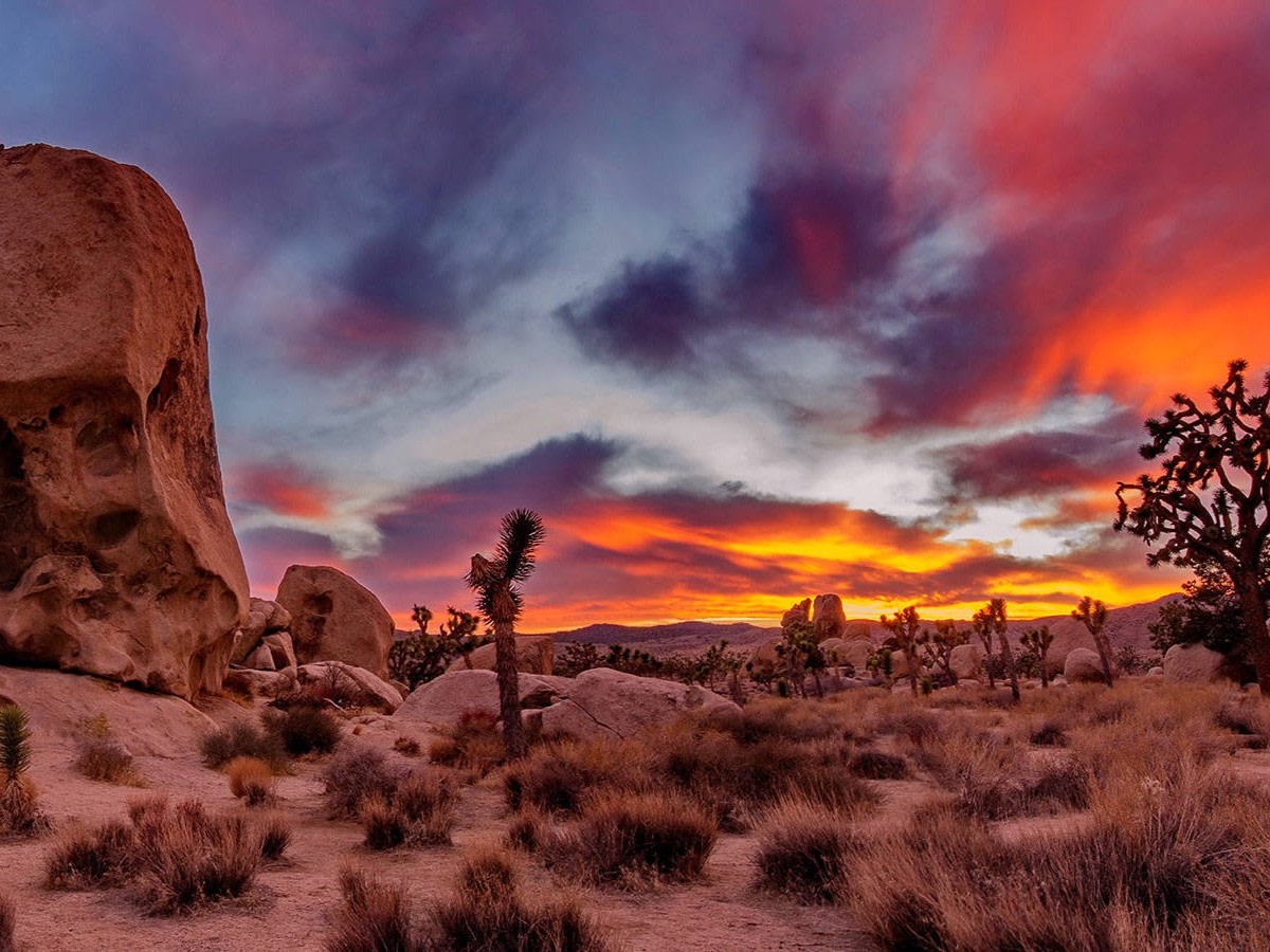 Los Angeles Joshua Tree & Richard Nixon Library Full-Day Tour