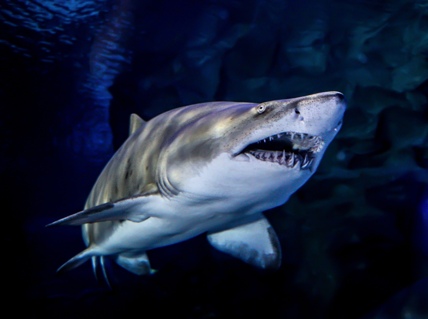 [SALE] [Klook Exclusive] Cage Rage Experience by Aquaria KLCC in Kuala