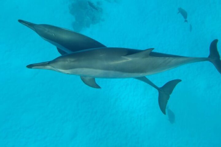 薩塔亞海豚屋過夜之旅 (Port ghalib : Sataya Dolphin House Overnight)