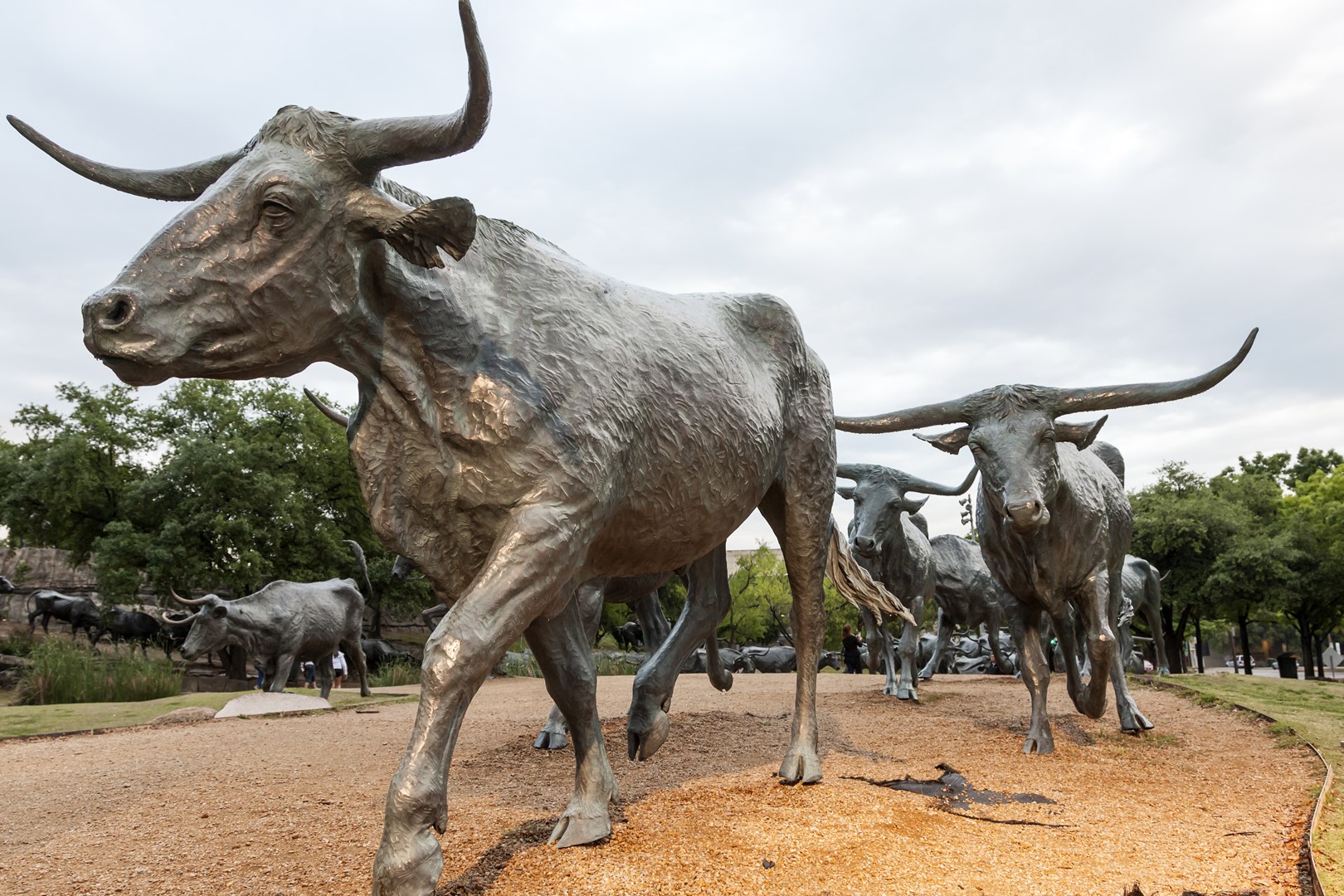Sightseeing Trip in Dallas